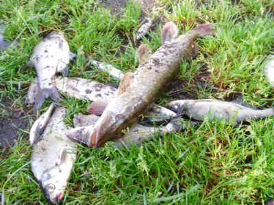 Northern Pike, 1.0 kg — Lielukas