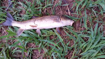 White Sucker, 0.5 kg