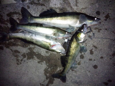 Pike perch ×4