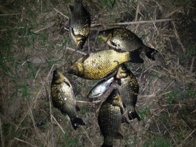 Prussian carp ×6