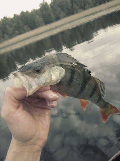 Eurasian perch, 0.2 kg — Imbradas