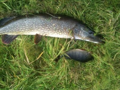 Northern Pike, 0.3 kg — Gėlaitis