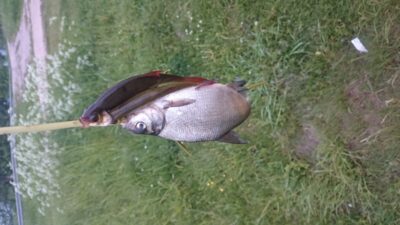 Carp bream — Elektrėnai reservoir