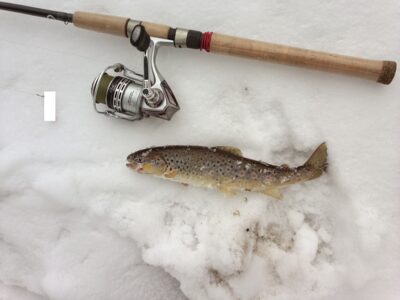 Brown Trout — Visinčia