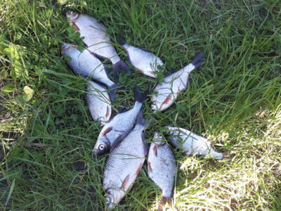 Carp bream ×9 — ATMATA