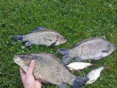 Prussian carp ×3 — Vydenių