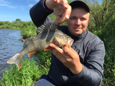Eurasian perch, 0.5 kg