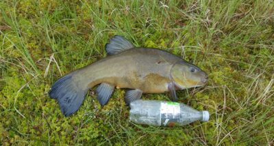 Tench