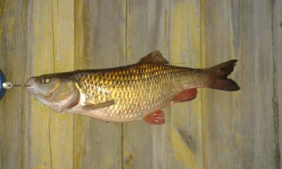 chub, 1.9 kg — Шешупе