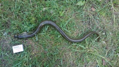 European eel