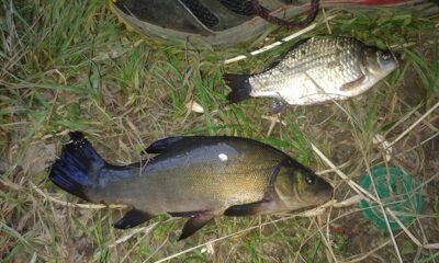 Tench — Graužės II-asis