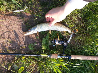 Northern Pike — Kupiškio