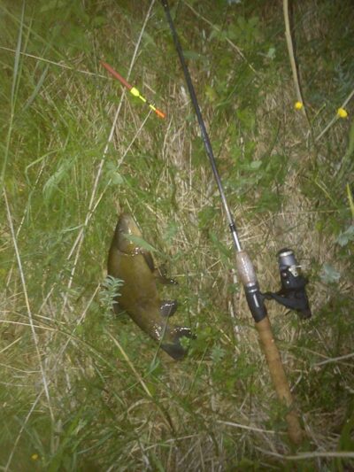 Tench, 1.0 kg — Grabuostas