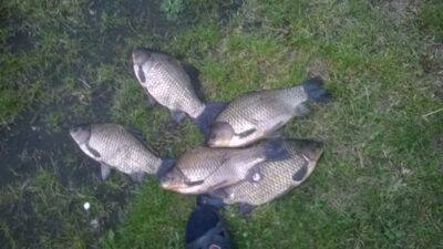 Prussian carp ×5 — Jurgiškių