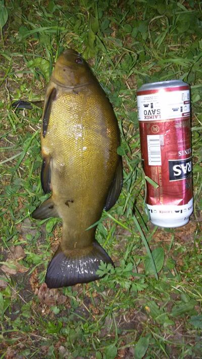 Tench, 0.7 kg