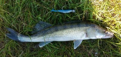 Pike perch, 0.5 kg — Skirvytė