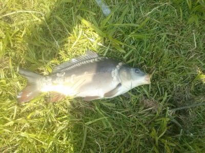 Carp, 1.0 kg