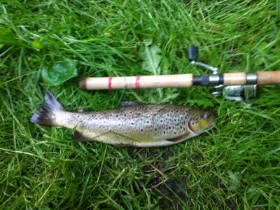 Brown Trout, 1.2 kg — Merkys