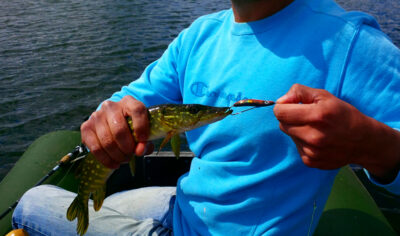 Northern Pike — Galuonai
