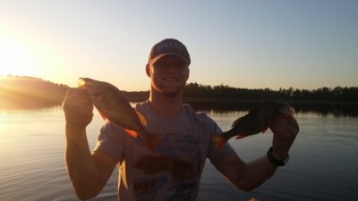 Eurasian perch