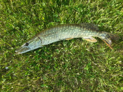 Northern Pike, 0.5 kg — Kretingos parko II-asis