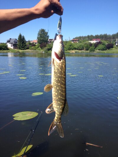 Northern Pike, 0.8 kg — Vosyliukų malūno