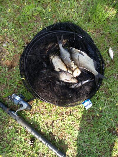 Carp bream ×40 — Arinas