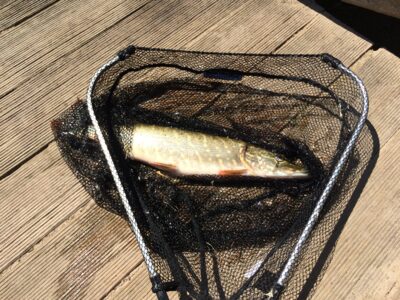 Northern Pike — Dubysa