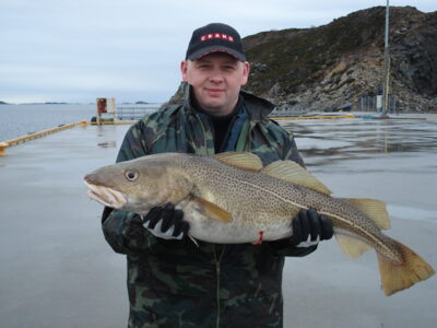 Atlantic cod, 6.9 kg