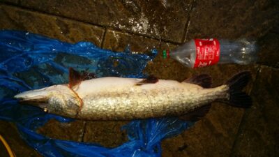 Northern Pike, 5.8 kg — Minija