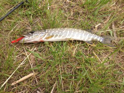 Northern Pike — Vosyliukų malūno