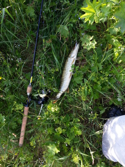 Northern Pike, 0.5 kg — Kupiškio