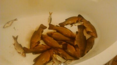 Tench, 5.0 kg
