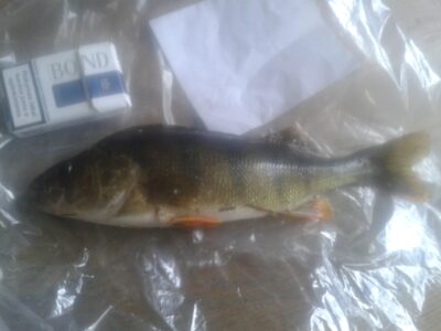 Eurasian perch