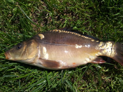 Carp