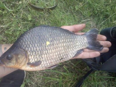 Crucian carp, 0.3 kg