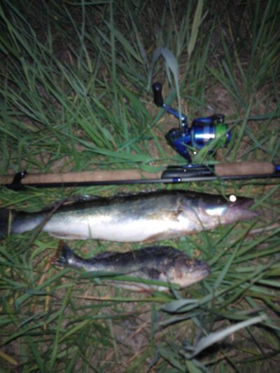Pike perch, 1.0 kg — Kaunas reservoir