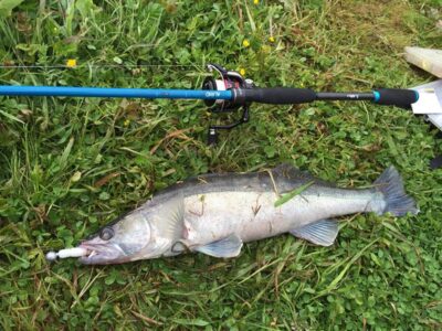 Pike perch, 2.1 kg — Neman River
