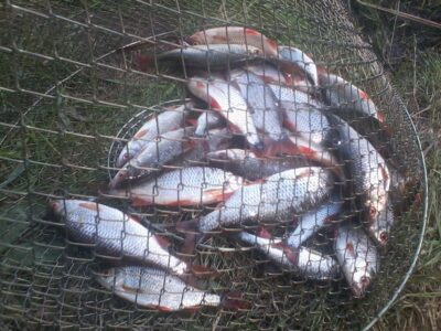 Roach, 0.5 kg — Kiemelių