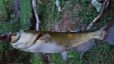 Silver catfish, 0.2 kg