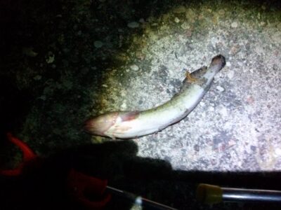 Burbot
