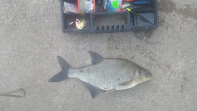 Carp bream — Kaunas reservoir