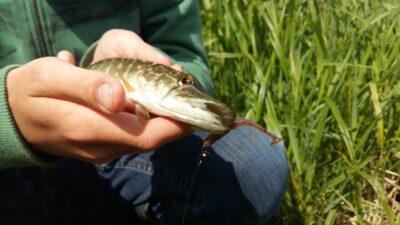 Northern Pike — Nemėžių