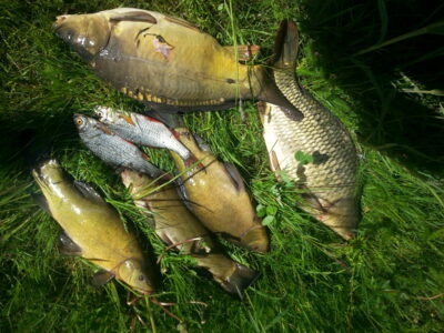 Carp ×8 — Rūdaičių