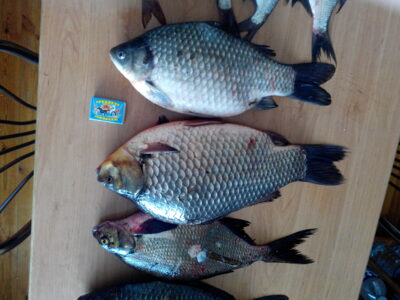 Prussian carp, 1.9 kg