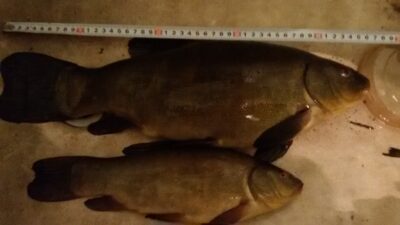Tench, 1.7 kg — Tūbausių I-asis