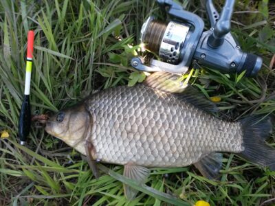 Prussian carp