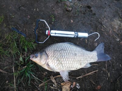 Prussian carp, 1.0 kg — Kuršių