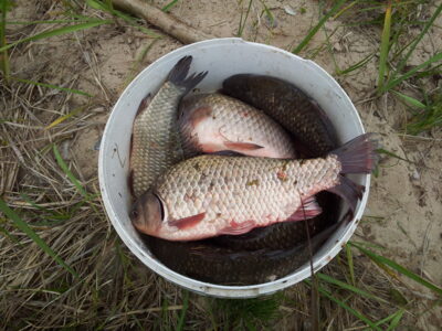 Prussian carp ×10 — Kaunas reservoir