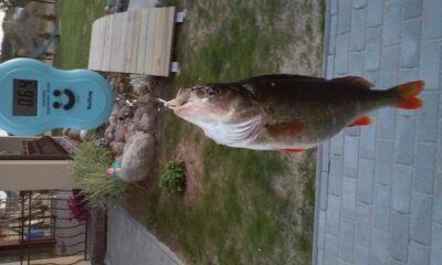 Eurasian perch, 0.6 kg — Galvė